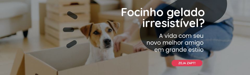 Banner da loja Lavitoo com um cachorro dentro de uma caixa e a frase Focinho gelado irresistível